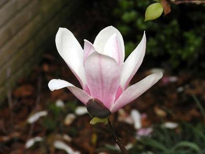 magnolia 1739.JPG