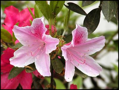 pink azaleas.JPG