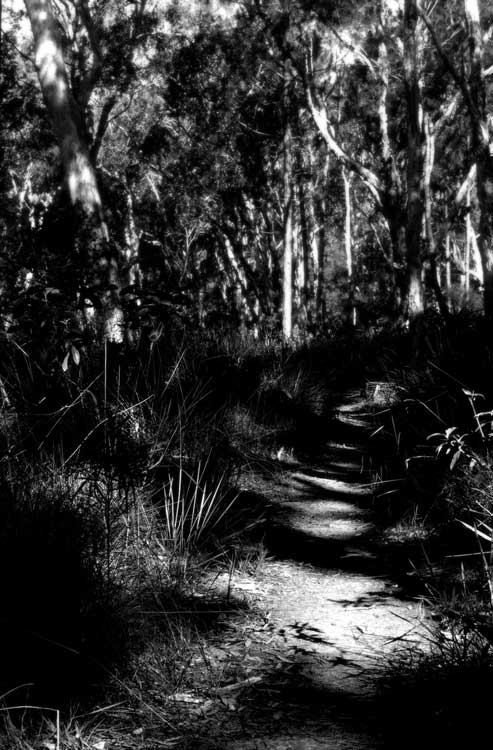 Path into the woods
