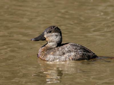 Ruddy Duck (female)