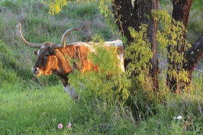 longhorns__cattle