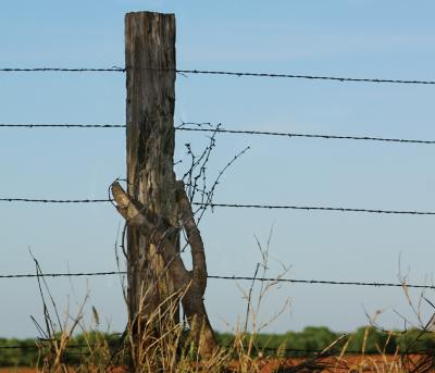Dowser-Post