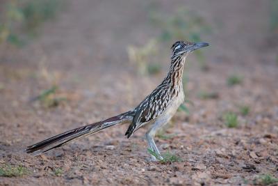 Roadrunner