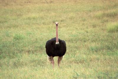 Ostrich