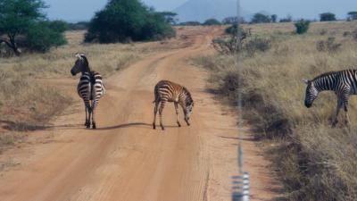 Zebra Crossing (sorry couldn't resist)