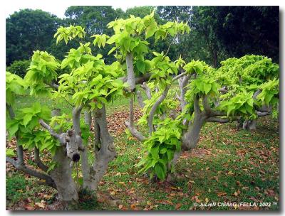 Bright Green Leaves