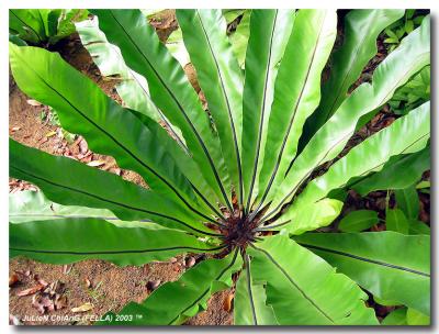 Bird Nest Fern 01