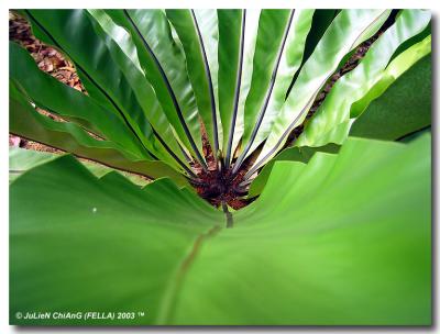 Bird Nest Fern 02