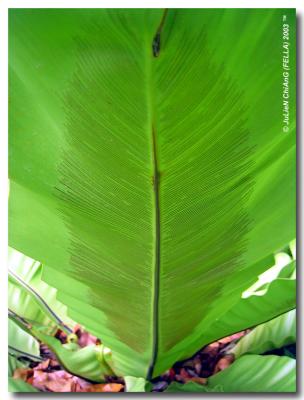 Spores of Bird Nest Fern