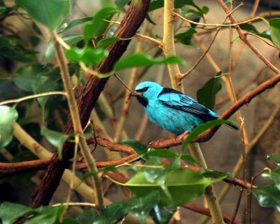 bluebird.jpg