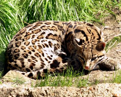 cheetah1.jpg