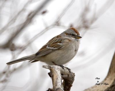 Sparrow and Junco