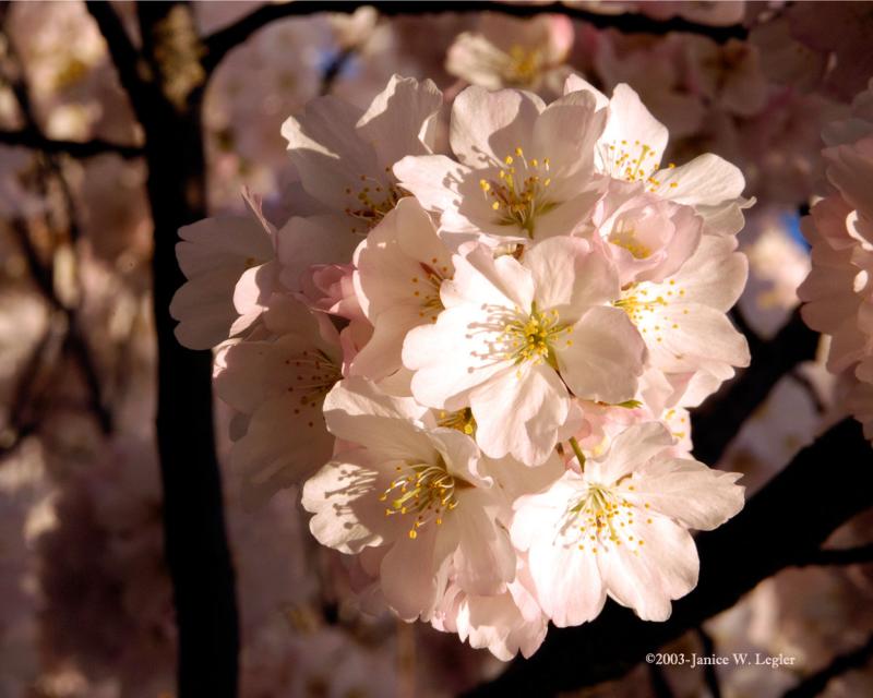 Cherry.Blossom.Bouquet.jpg