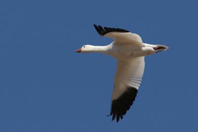 IMG_4570.jpg