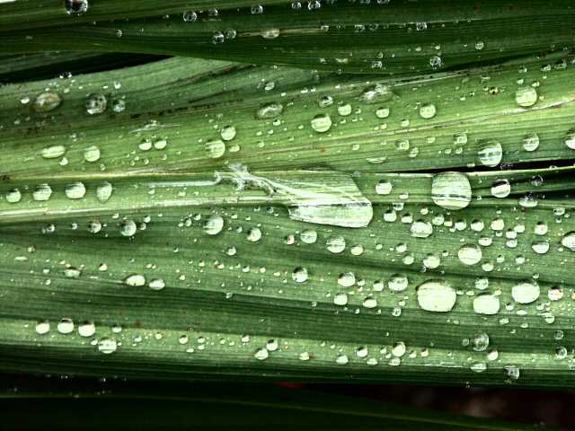 040720 Rain Drops