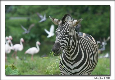 Zebra