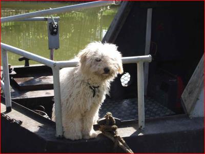 Shaggy little dog on barge.