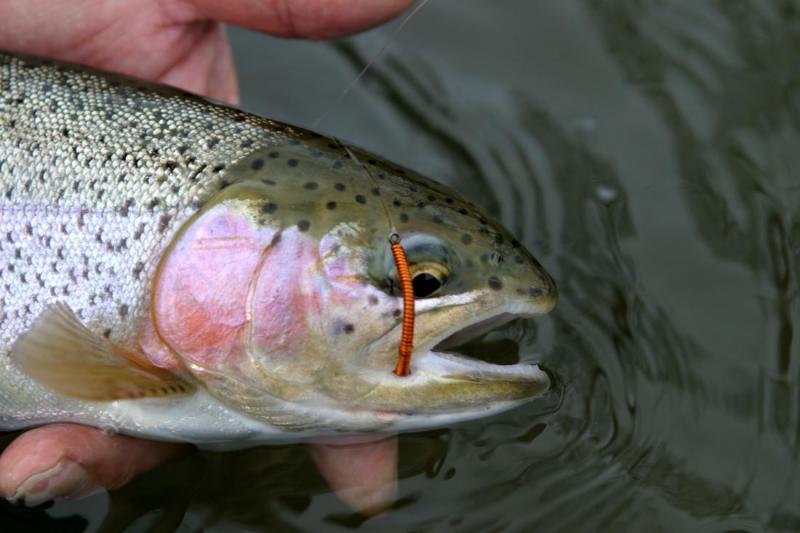Crowsnest River Rainbow