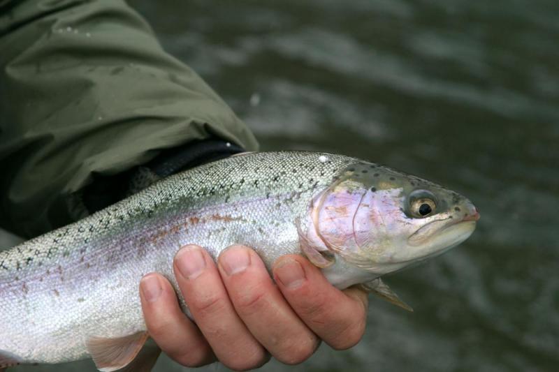 Silvery Rainbow 2