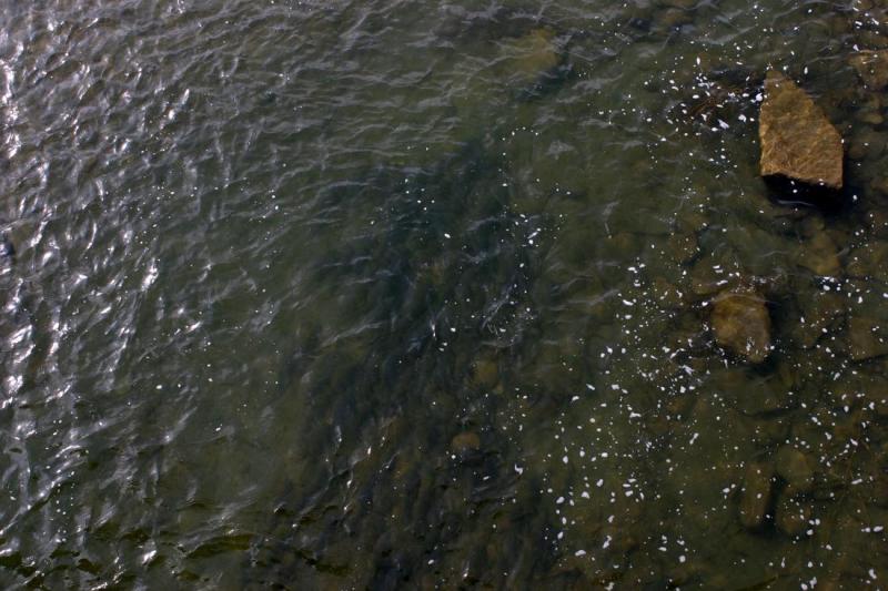 A Herd of Suckers
