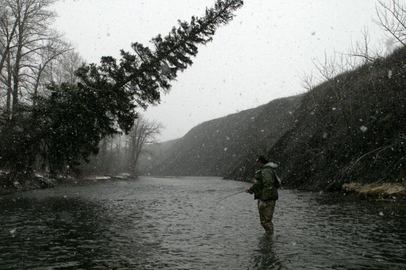 Another Leaning Spruce