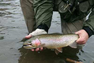 Crowsnest River Rainbow  2