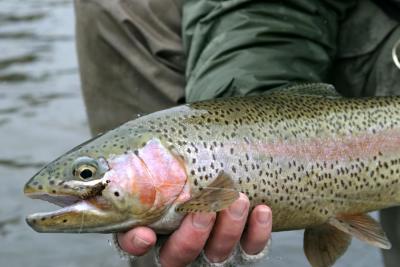 Crowsnest River Rainbow  3