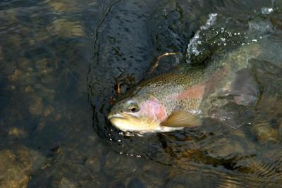 Crowsnest River Rainbow 