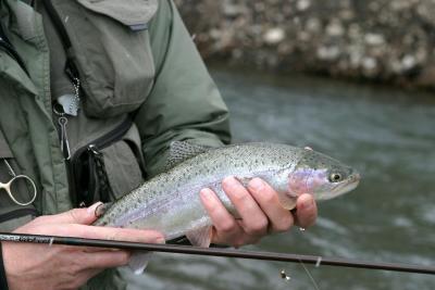 Silvery Rainbow