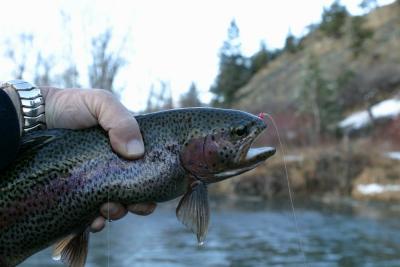 Dark Rainbow