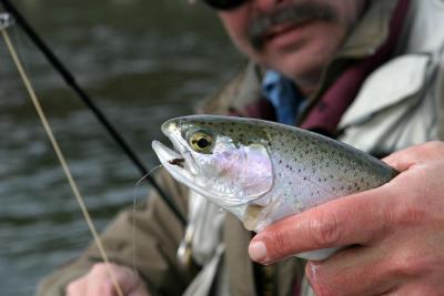 Crowsnest River Rainbow