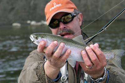 Crowsnest River Rainbow