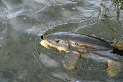Northern Redhorse (aka Sucker)