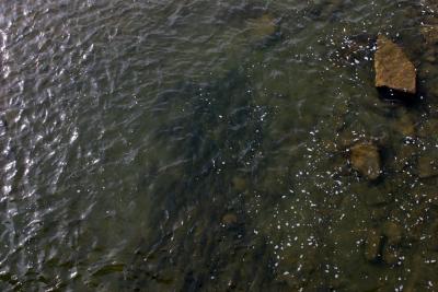 A Herd of Suckers