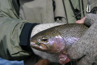 Crowsnest River Rainbow 