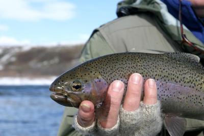 Crowsnest River Rainbow