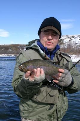 Crowsnest River Rainbow