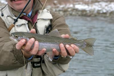 Crowsnest River Rainbow 