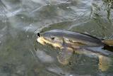 Northern Redhorse (aka Sucker)