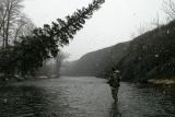 Another Leaning Spruce
