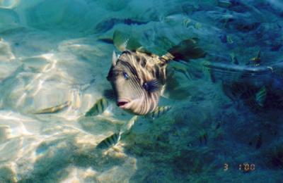 Resort's pet doctor fish - he eats out of guest's hands!!