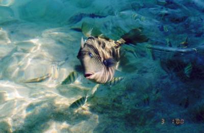 Resort's pet doctor fish - he eats out of guest's hands!!