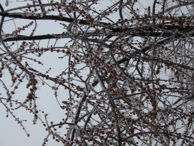 the 2nd Ice Storm....March 31, 2003