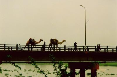 Camels crossing the bridge