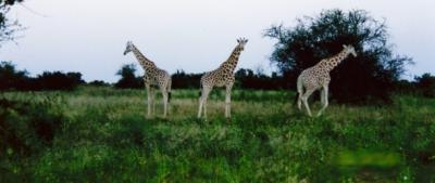 Giraffes