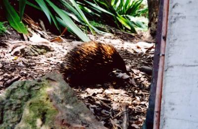 Echidna - part porcupine, part hedgehog!!