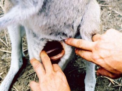 A joey in the pouch - you can see a tail and a foot if you look closely