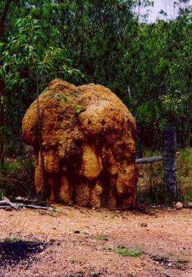 A Termite Mound - over 6 feet tall