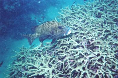 A grouper amongst the hard coral