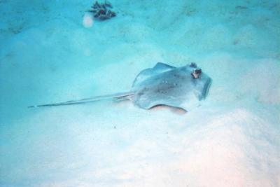 Stingray